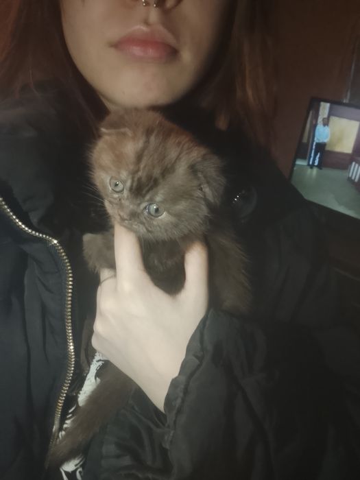 Шотландские котята