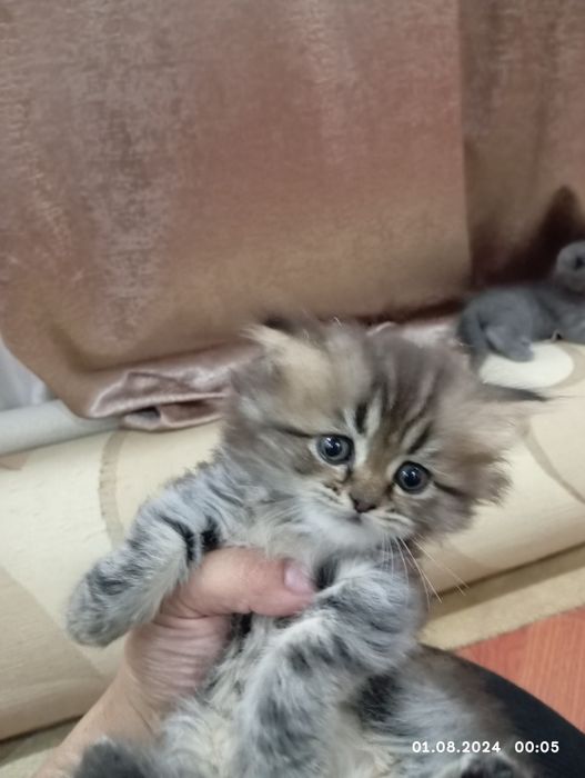 Срочно продам катят 1 мамаша 5 малыша