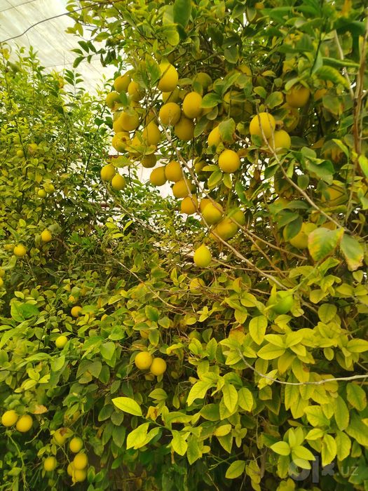 Limon mesni sotiladi
