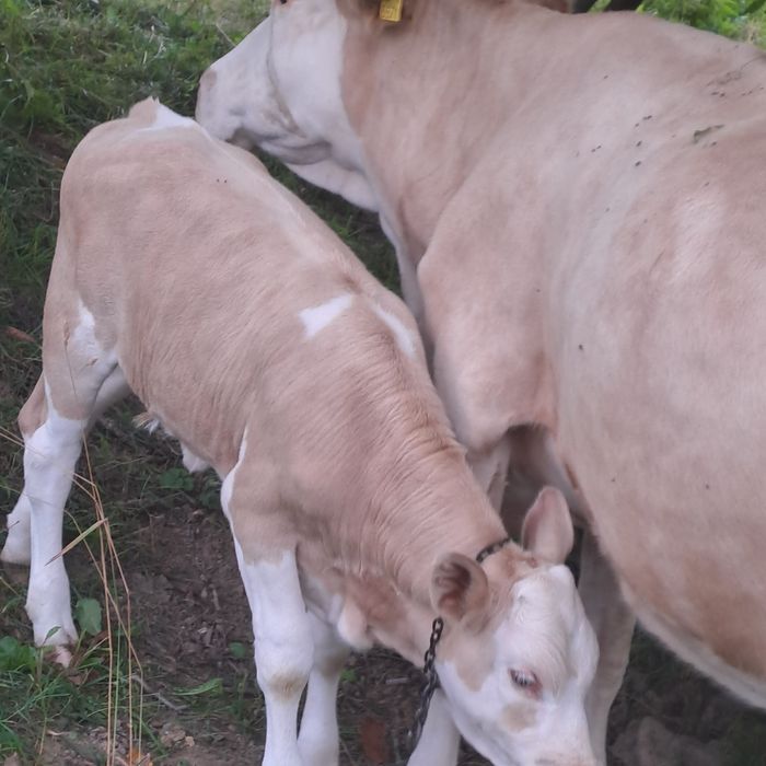 Vitea baltata românească pentru prasila