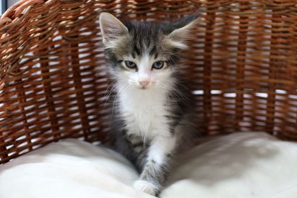 Котенок ищет любящих родителей