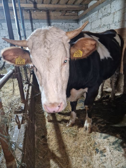 Juncă cu vițel bălțat românesc