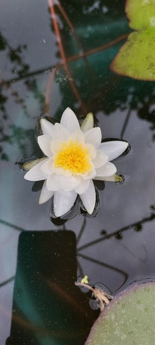 Кувшинка прудовая "Нимфея"