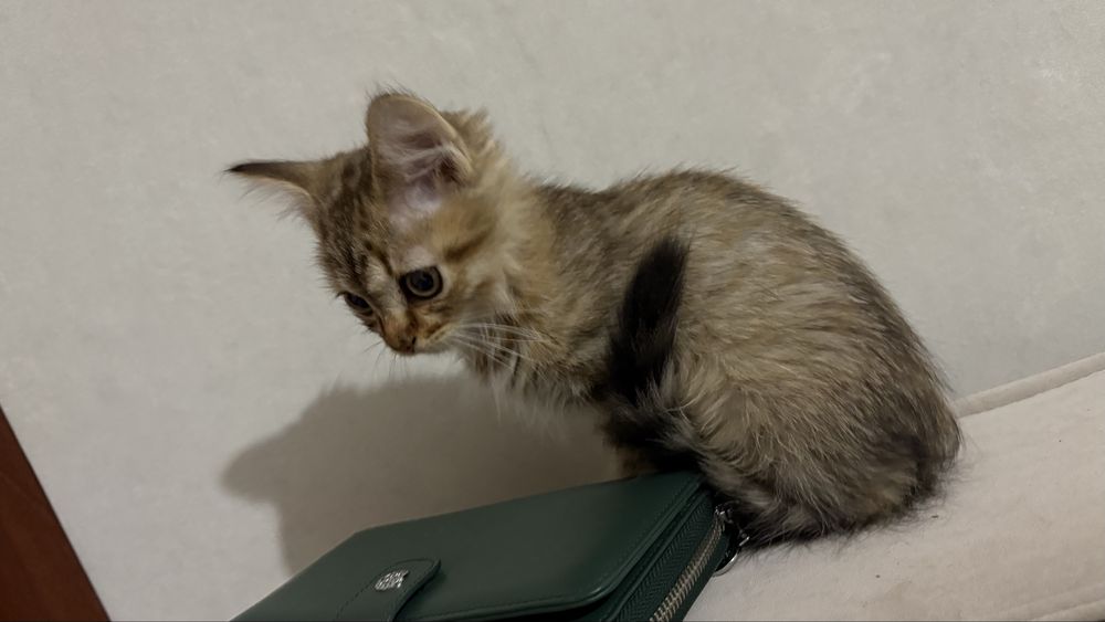 Отдам кошечку 3 месяца