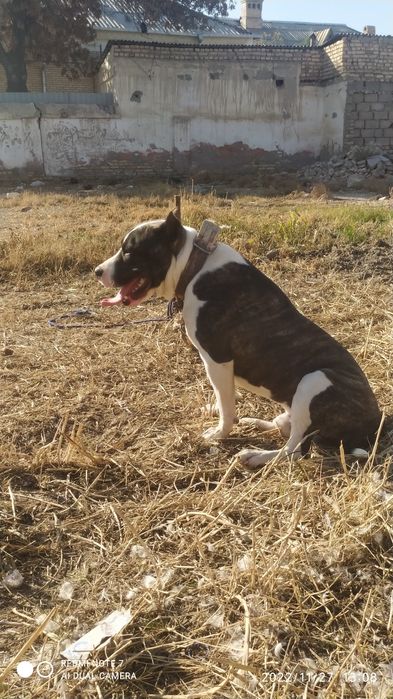 Питбул сотилади срочно