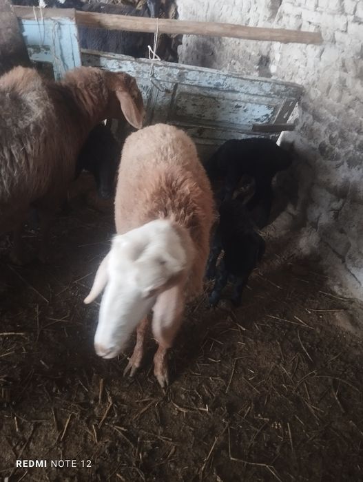 Egizak bolali qo'y soyiladi