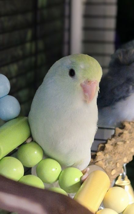 Forpus Coelestis Papagali de Pacific femela