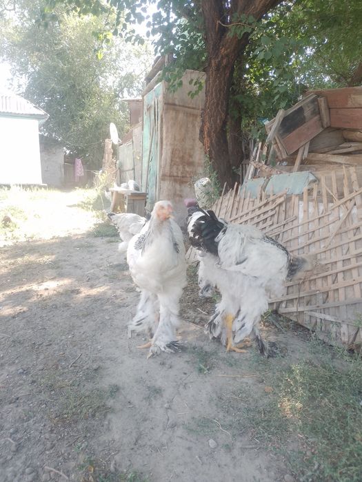 Продам петушки брама