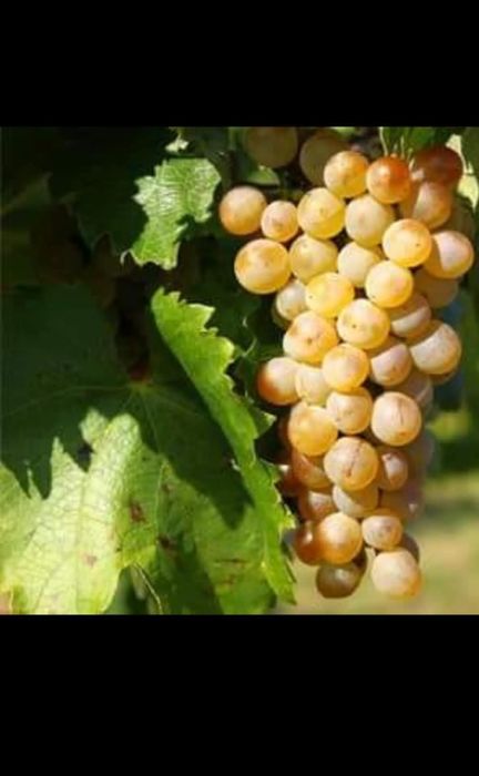 Butasi de vită de vie de anul 2 și de anul 3