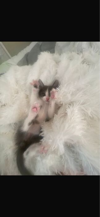 Котёнок мальчик 3 месяца