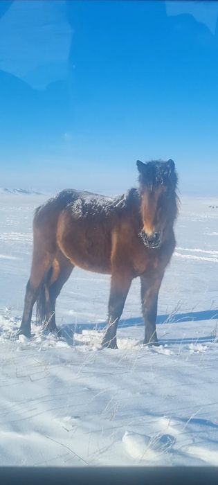 Полу тяж құнан дөнен