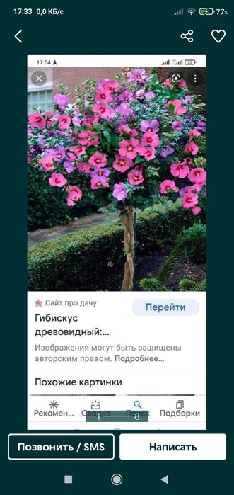 Гибийскус  С ирийская роза.Ин дийскийсие сиреньь Глицина