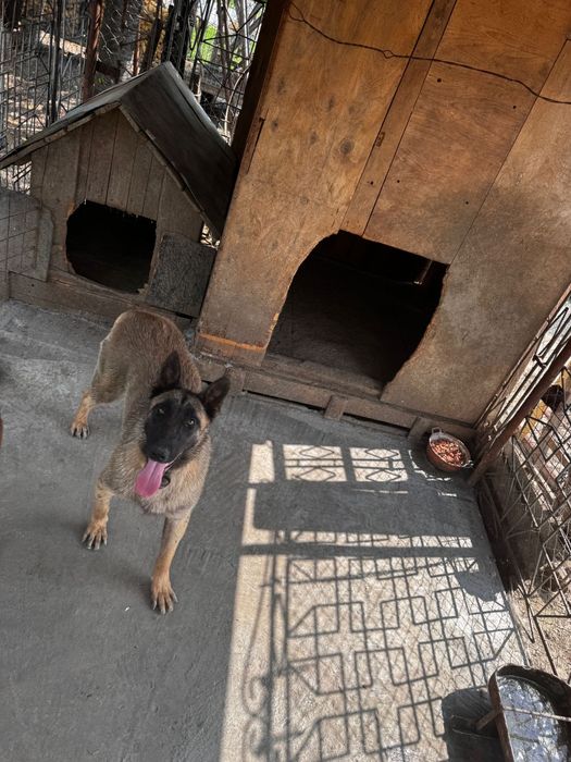 MALINOIS PREMIUM – Pui Excepțional din Linie cu Pedigree | Inteligență & Protecție de Top
