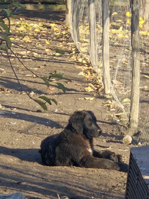 Ciobanesc Corb femelă