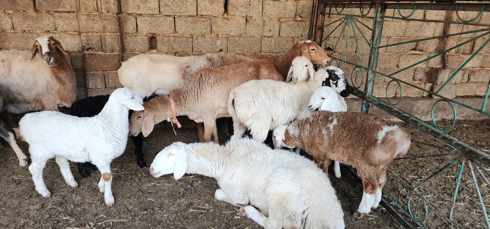 Она ва бола қўйлар. қирғиз