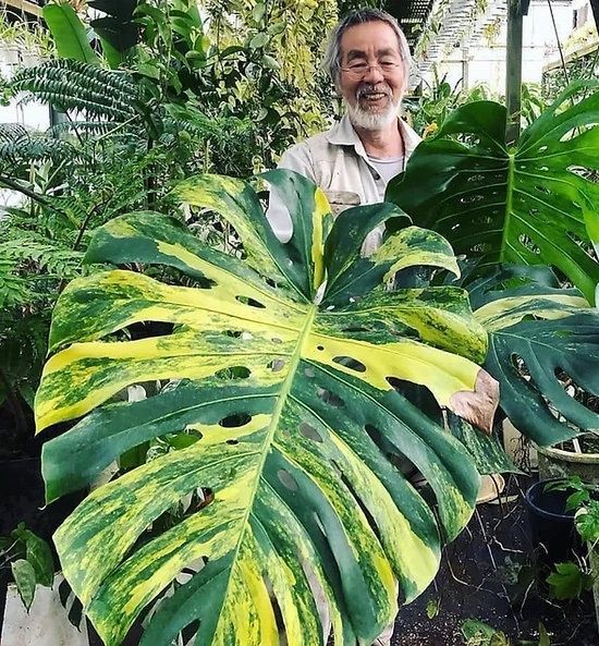 Монстера Мэрилин (Monstera Yellow Marilyn)