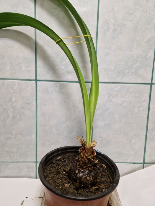 Plante pentru apartament pret mic