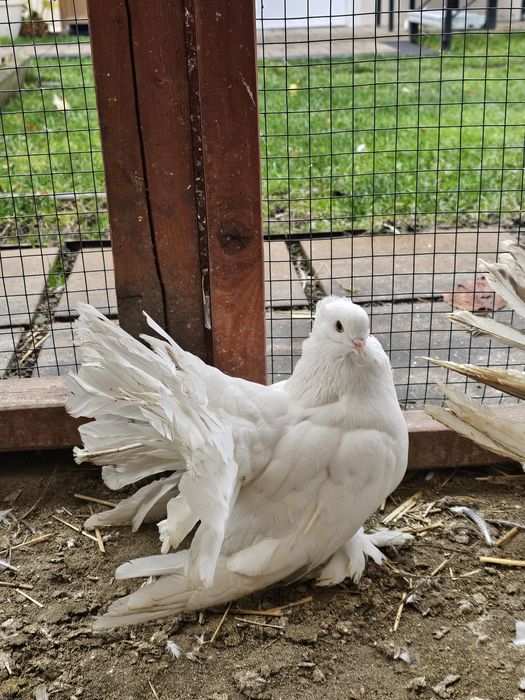 Porumbei voltat Indian