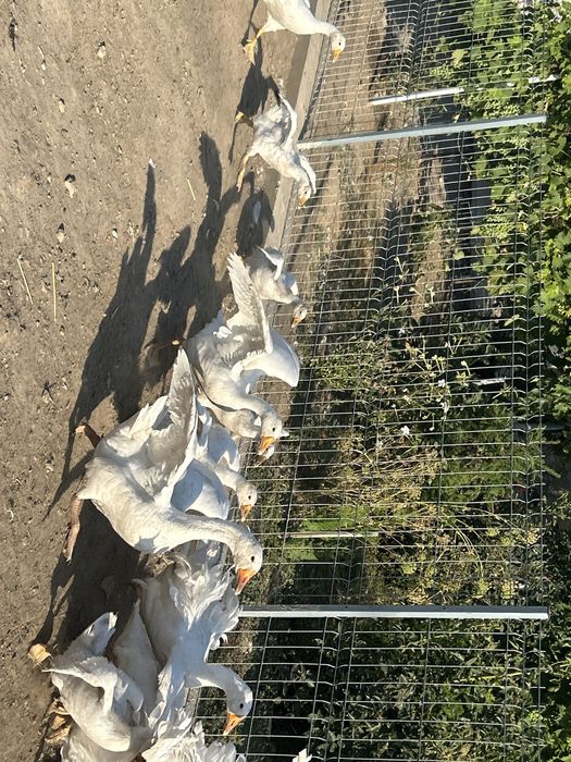 Vand 13 boboci de 2 luni cu 2 gaste . Pret 1150 lei . Si o familie de 3 gaste si un gascan de anul acesta .