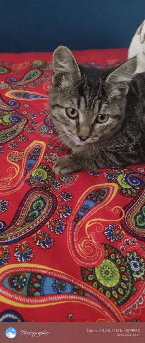 Мальчик котенок возраст 3м