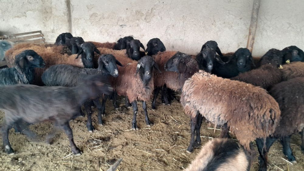 Қошқарлар сатылады