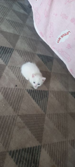 Продам котят мама шотланка папа шиншила