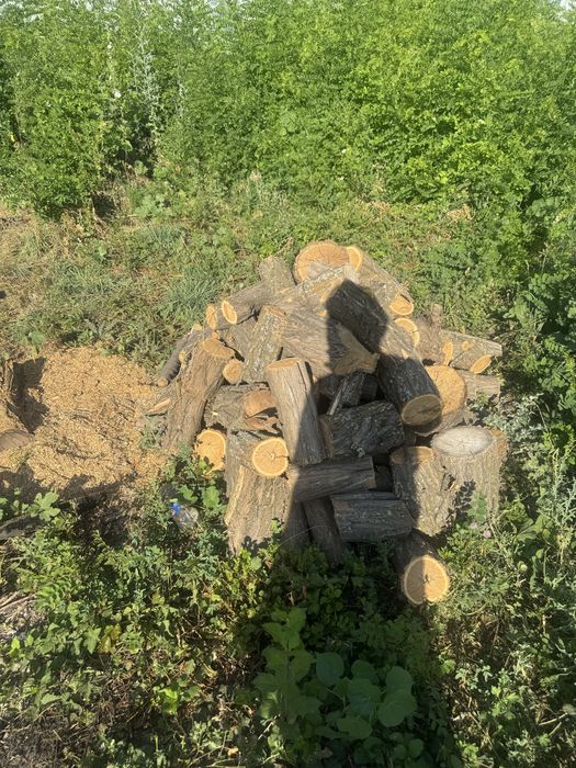 Дрова карагач продам