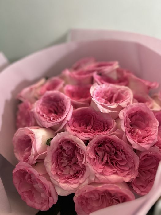 красивые розовые розы 25штук