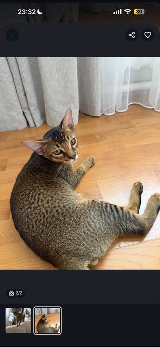 Котенок помесь абиссинца и бенгала