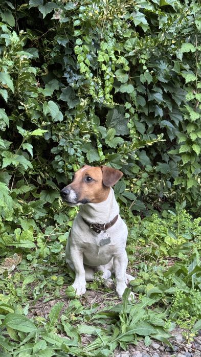 Джек рассел терьер для вязки