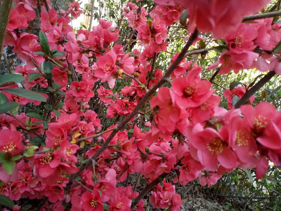 Продам садовые растения