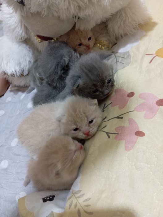 Shotlandiya mushuklar sotiladi