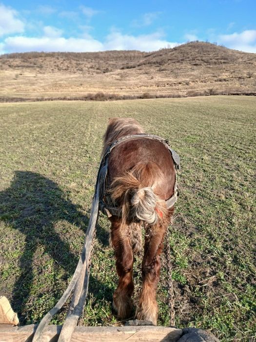 Vând sau schimb ponei de 6 ani