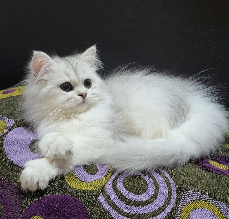 British shorthair