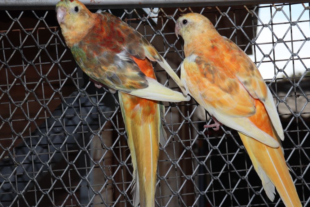 Пойни папагали Топ качество