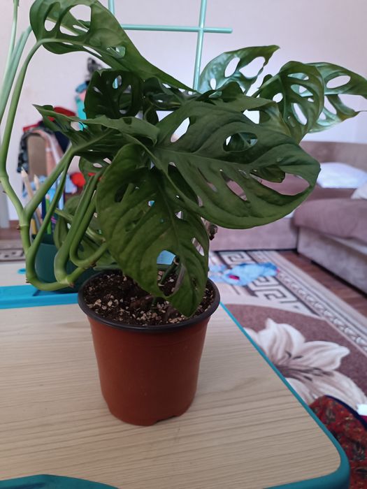 Монстера, молодое красивое растение