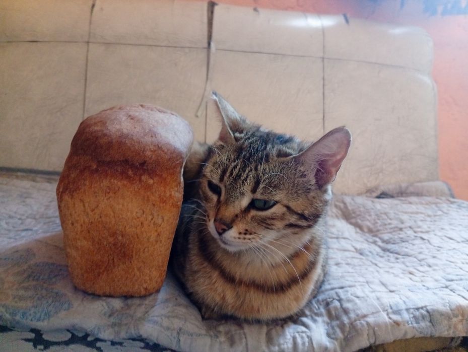 Кошка отлично ловит мышей и крыс