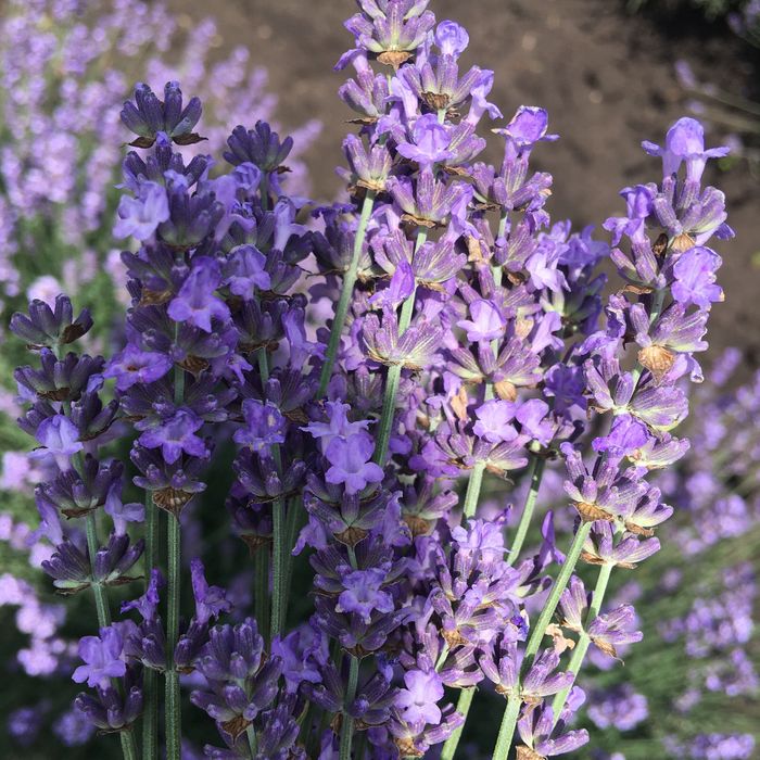 Разсад лавандула