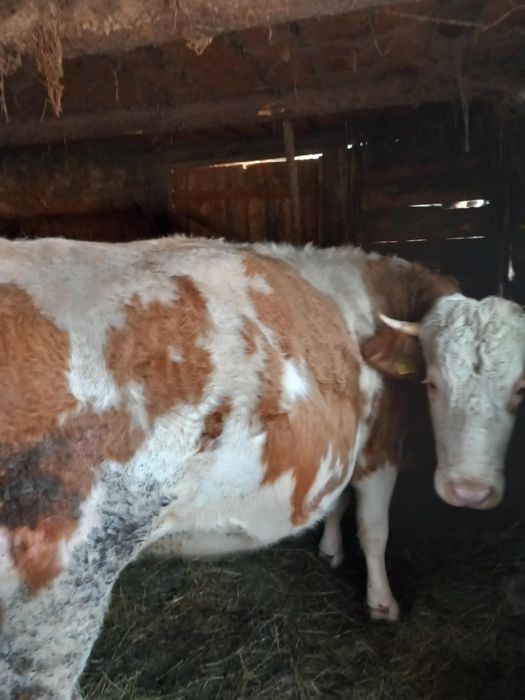 Vând junincă gestanta