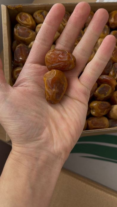 Суккари финиктері