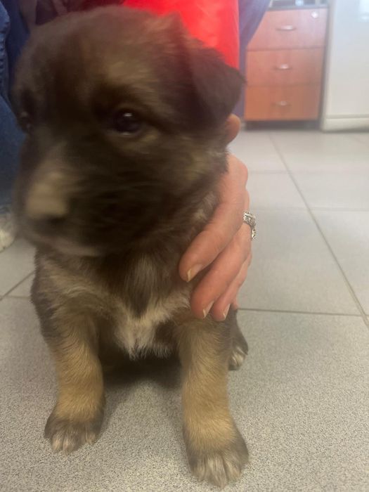 Щенок в добрые руки