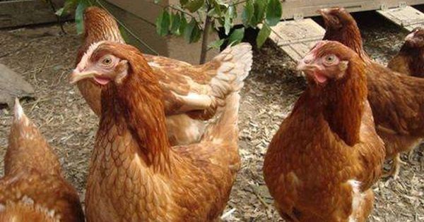 Vand puicute ouătoare / gaini rosi de ouat bune pentru casa omului