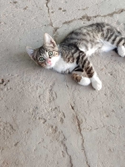 Мысык, Котёнок мальчик 3 месяца