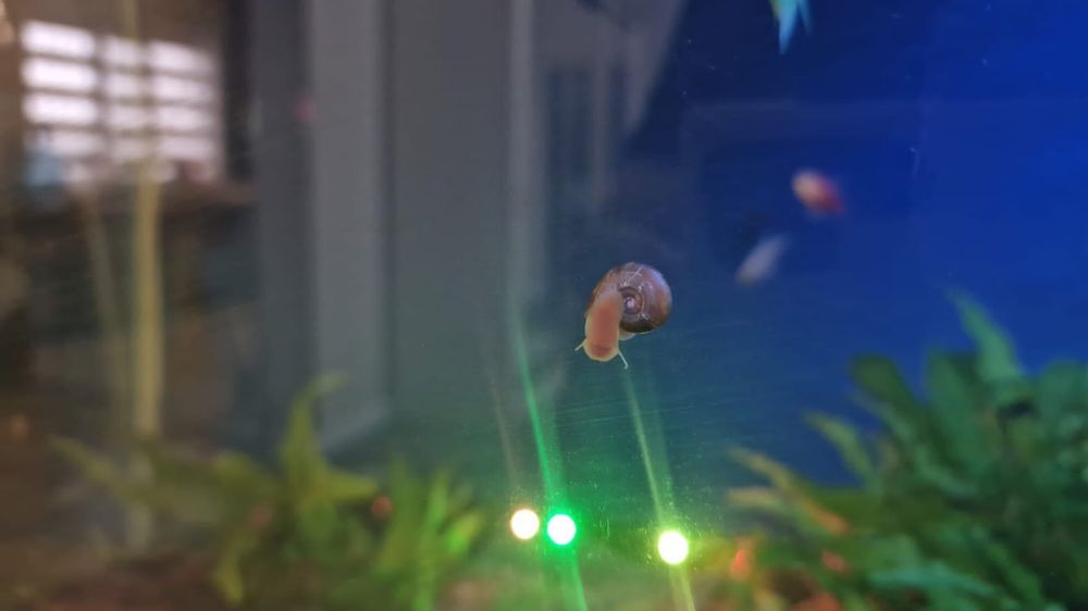 Улитки аквариумные