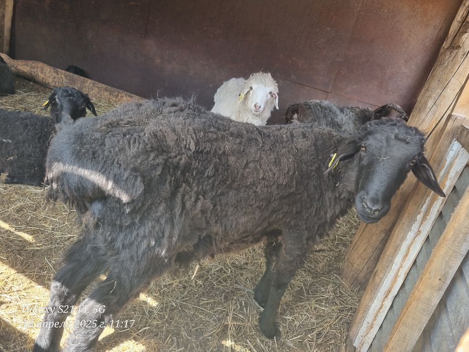 Кошкар стриженный