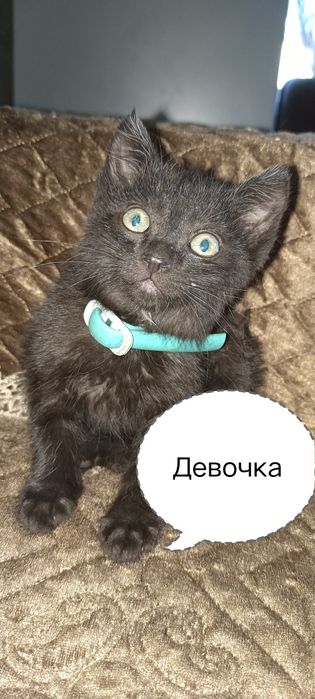 Отдам ласковых игривых котят