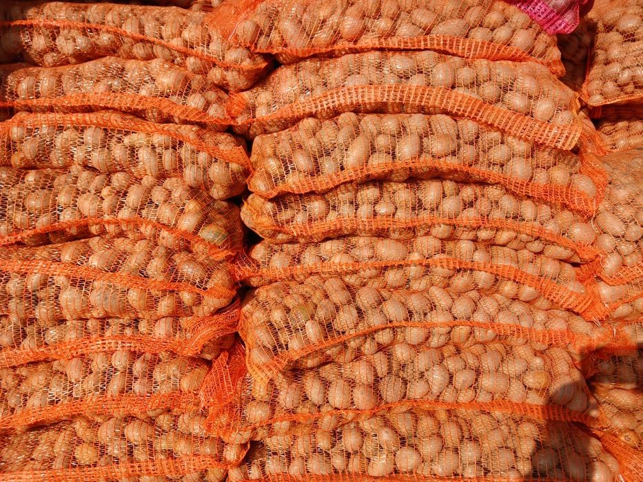 Cartofi de sămânță