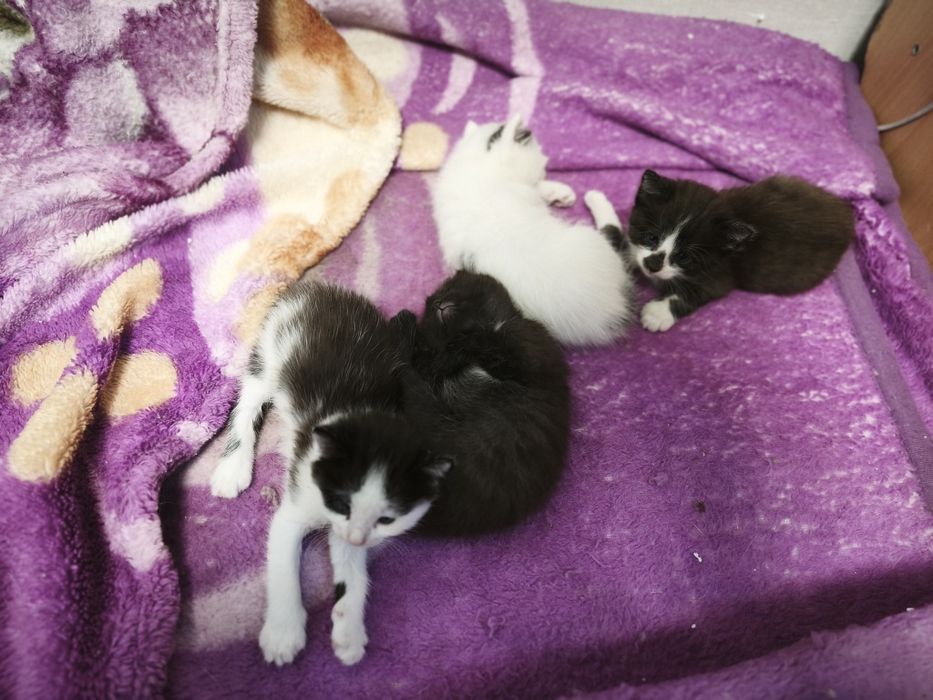 Отдам котят  !!!