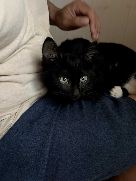 Котенок в добрые руки