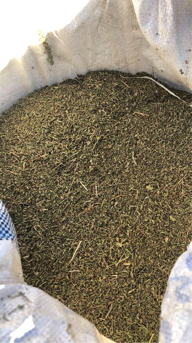 Чубрица реколта 2024